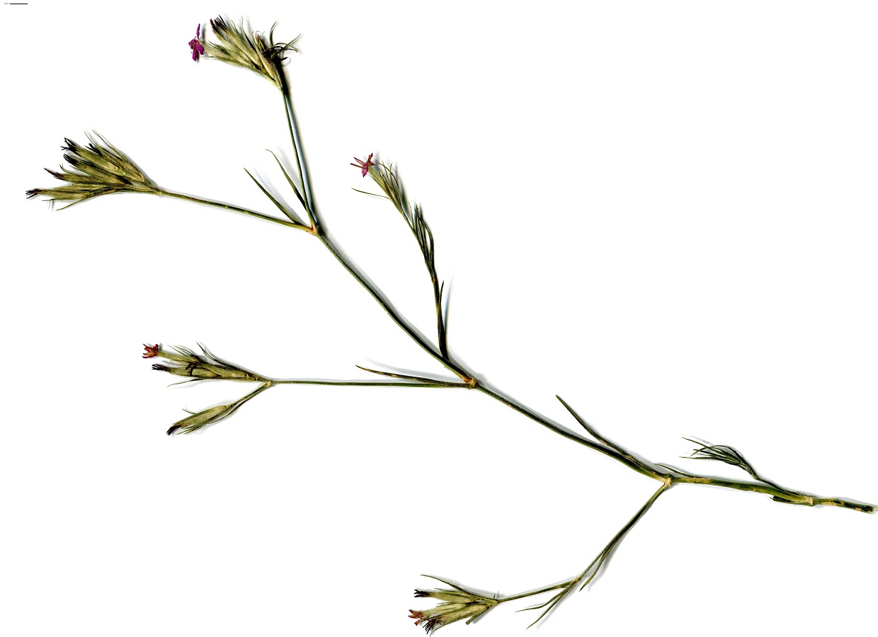 Dianthus armeria subsp. armeria (Caryophyllaceae)